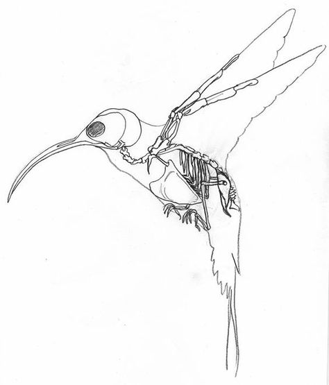 Hummingbird Skull Drawing, Bird Skull Tattoo, Hummingbird Skull, Bird Skeleton, Skeleton Drawings, Animal Skeletons, Nature Enthusiast, Skeleton Tattoos, Artwork Inspiration