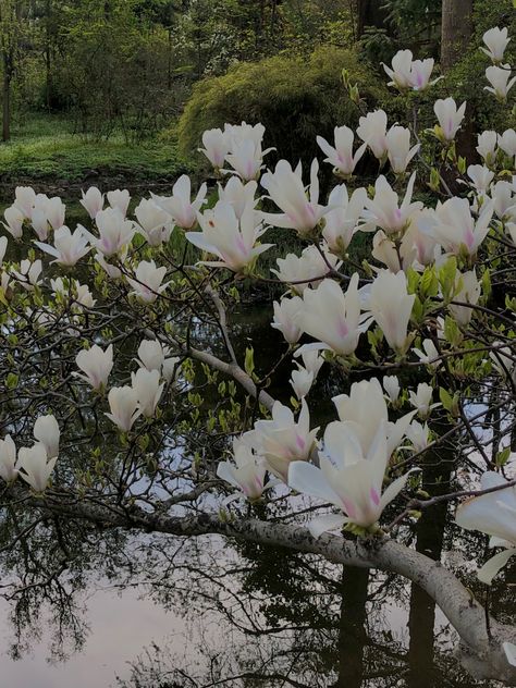 Magnolia Aesthetic Flower, White Magnolia Aesthetic, Magnolia Flowers Aesthetic, Magnolia Core, Magnolia Flower Aesthetic, Magnolias Aesthetic, Magnolia Aesthetic, Flowers Nature Aesthetic, White Magnolia Tree