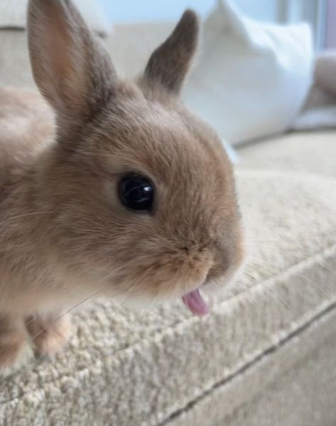 Tongue Out Tuesday, Cutee Animals, Cute Bunny Pictures, House Rabbit, Secret Life Of Pets, Pet Bunny, Bunny Pictures, Pet Rabbit