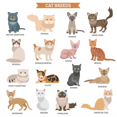 Cat Breeds Chart, Domestic Cat Breeds, Exotic Shorthair, Exotic Cats, Cat Wall Art, Cat Posters, Domestic Cat, Siamese Cats, Cat Stickers