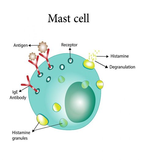 Mast Cell Stabilizing Foods - Dr Becky Campbell Pmdd Symptoms, Dr Becky, Mthfr Gene Mutation, Food Doctor, Histamine Intolerance, Mast Cell Activation Syndrome, Low Histamine Diet, Too Much Estrogen, Allergic Rhinitis