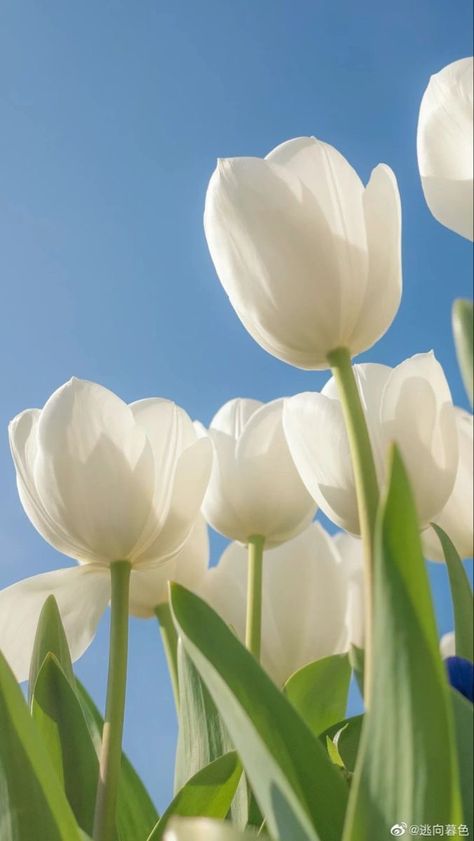 Iphone Spring Wallpaper, Easter Wallpaper, Flowery Wallpaper, Nothing But Flowers, Wallpaper Nature Flowers, Spring Wallpaper, Flower Therapy, White Tulips, Beautiful Bouquet Of Flowers