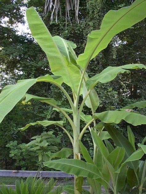 Red Banana Plant, Blue Java Banana, Ice Cream Banana, Banana Plants, Tree Nursery, Banana Ice Cream, Fast Growing Trees, Banana Tree, Edible Landscaping