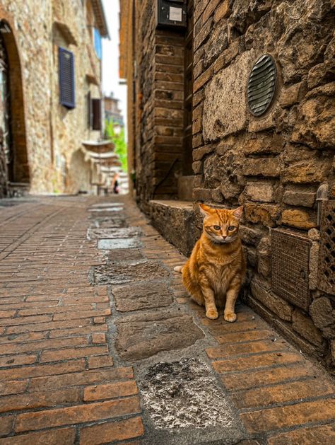 cat in Italy App Icon, Profile Picture, In Italy, Wallpapers, Italy