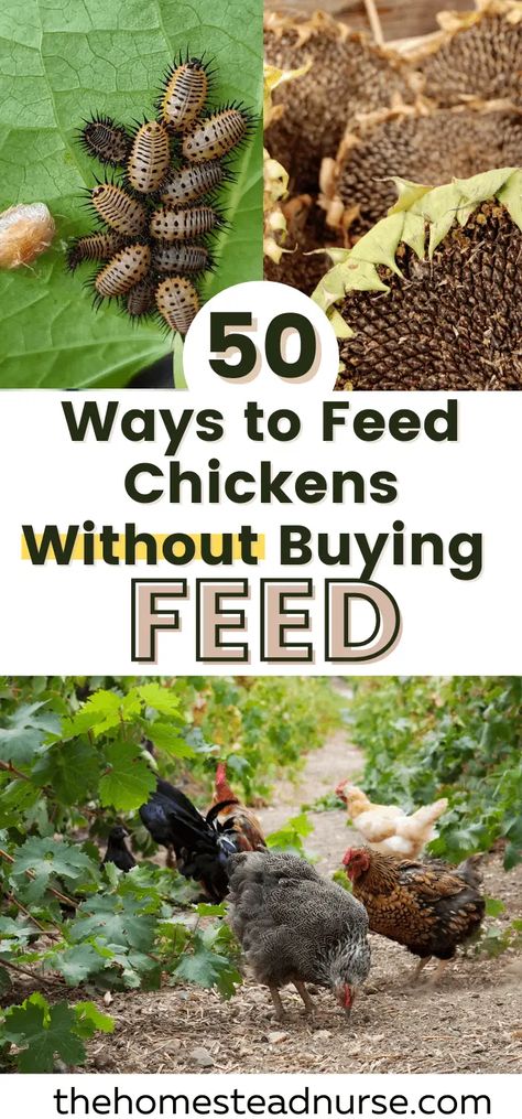 Backyard Chickens Diy, What To Feed Chickens, Feed Chickens, Urban Chicken Farming, Raising Chicken, Laying Chickens, Chicken Owner, Urban Chickens, Backyard Chicken Farming