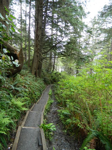 A Path to Second Beach, La Push Washington Washington State Aesthetic, Aesthetic Seattle, La Push Washington, Pnw Adventures, Houses By The Beach, Washington Trip, Washington Coast, Forks Washington, Washington Hikes