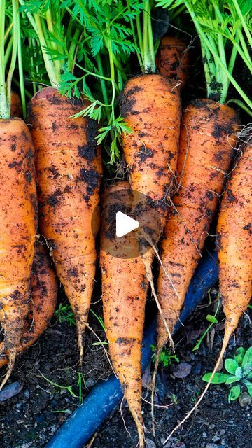 Daisy Creek Farms on Instagram: "Sow Carrots Seeds This Way and Grow Lots of Big Carrots!

#grow #carrot #carrots #garden #gardening #homesteading #homestead #homesteadlife #homesteadinglife" Carrot Growth Stages, Carrots Garden, Carrot Garden, Carrot Farm, How To Plant Carrots, Carrot Gardening, Carrot Seeds, Growing Potatoes, February 11