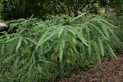 Comptonia peregrina (Sweet Fern) | North Carolina Extension Gardener Plant Toolbox Sweet Fern, Low Growing Shrubs, Plant Problems, Plant Delivery, Sandy Soil, Rain Garden, Woodland Garden, Leaf Coloring, Fall Plants