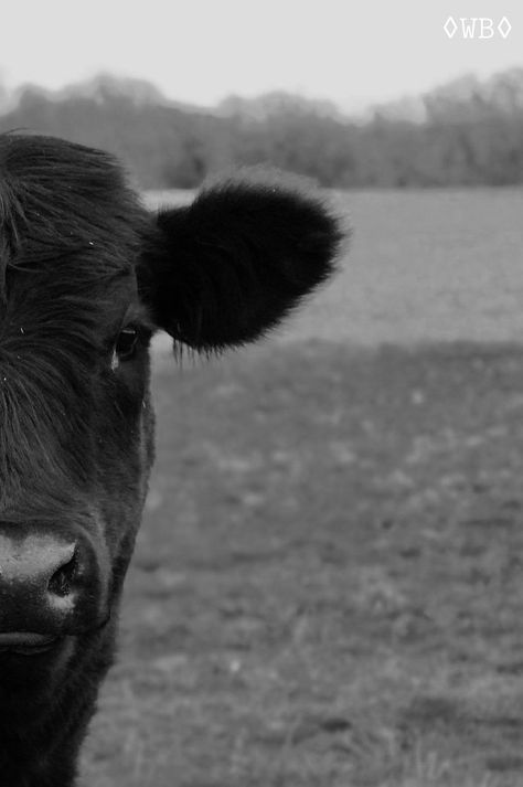 Western Aesthetic Black And White, Cattle Background Wallpapers, Black And White Cow Wallpaper, Black And White Cow Print Wallpaper, Black And White Farm Pictures, Black And White Edit, Cute Cows Black And White, Cattle Photography, Cow Black And White