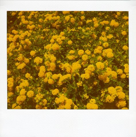 yellow. #polaroid #flowers Yellow Polaroid, Flowers Polaroid, Sunflower Polaroid, Polaroid Photography, Instant Photography, Image Film, Polaroid Photos, Polaroid Pictures, Yellow Aesthetic