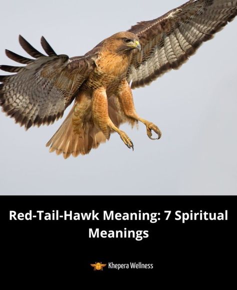 Red Tailed Hawk Spiritual Meaning, Red Tailed Hawk Tattoo, Hawk Meaning, Hawk Symbolism, Redtail Hawk, Native American Folklore, Red Tail Hawk, Witchy Business, Spirit Animal Meaning