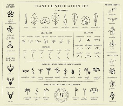 Plant Identification Key Download – Herbal Academy Plant Identification Chart, Herbal Academy, Hydroponic Farming, Tree Identification, Herbal Healing, Plant Science, Wild Edibles, Plant Identification, Humming Bird Feeders