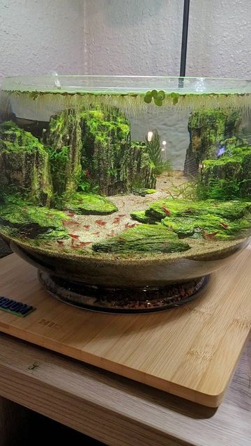 Delicious Fish Recipes, Fish Aquarium Decorations, Fish Tank Themes, Fish Tank Terrarium, Recipes Fish, Cool Fish Tanks, Diy Fish Tank, Aquascape Design, Fish Tank Design