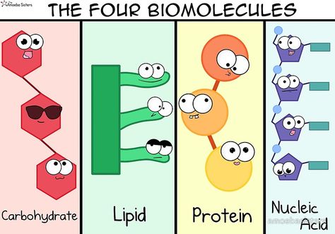 Four Biomolecules Poster by amoebasisters