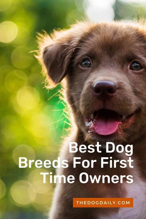 Best Large Dog Breeds, Best Family Dog Breeds, Best Small Dog Breeds, Family Dogs Breeds, Best Small Dogs, Agility Training For Dogs, Best Dogs For Families, Dog Obsessed, Golden Puppies