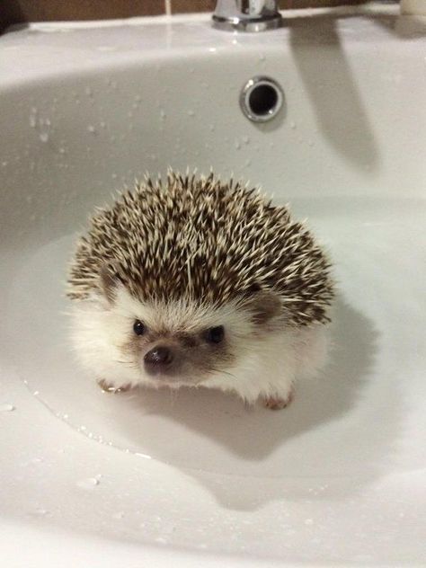 Hedgehog Pet, Cute Small Animals, Cute Hedgehog, Pretty Animals, Silly Animals, Cute Wild Animals, Dessin Adorable, Cute Animal Photos, Cute Creatures