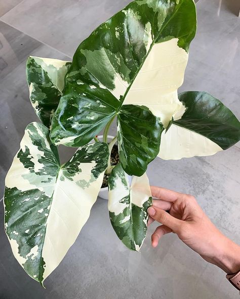 Alocasia Macrorrhiza, Wishlist Plants, Indoor Oasis, Small House Plants, Dream Plants, Plant Wishlist, Plant Goals, Elephant Ear Plant, Hanging Plants Indoor