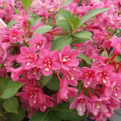 WEIGELA_SONIC_BLOOM_PINK_WEIGELA_GC_WEIBP_01 Eastern Redbud Tree, Paw Paw Tree, Sonic Bloom, Garden Mum, Eastern Redbud, Redbud Tree, Lilac Tree, Pink Azaleas, Hot Pink Flowers