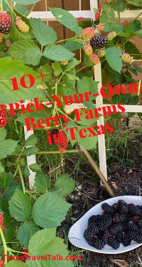 10+ Pick Your Own Berry Farms In Texas — Texas Travel Talk Blackberry Bush, Blackberry Picking, Blackberry Crumble, Blueberry Farm, Texas Farm, Blueberry Syrup, Strawberry Farm, Strawberry Picking, Berry Bushes