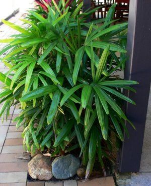 Rhapis Palm, Rhapis Excelsa, Lisa Hall, European Fan Palm, Lady Palm, Coastal Landscaping, Patio Trees, Parlor Palm, Cottage Coastal