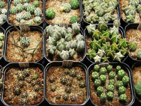 Techniques of Cacti and Succulent Propagation: Propagation by Seed Cacti Propagation, Growing Cactus From Seed, Cactus Grafting, Cactus Propagation, Succulents Care, Growing Cactus, Succulent Propagation, Succulent Names, Cactus Terrarium