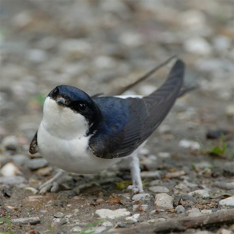 House martins are the cutest because they have fuzzy lion paws that make them look like fierce little griffins. House Martin, Kinds Of Birds, Pretty Animals, Pretty Birds, Cute Birds, Animal Photo, Cute Little Animals, Creature Design, 귀여운 동물