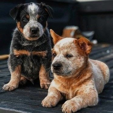 Red Heeler Puppies, Red Heeler Dog, Aussie Cattle Dog, Austrailian Cattle Dog, Red Heelers, Blue Heeler Puppies, Australian Cattle Dog Mix, Heeler Puppies, Blue Heelers