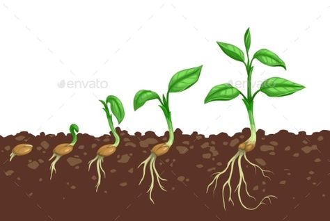 Seed Growth Illustration, Seed Growing Illustration, Carrot Seedlings, Seed Illustration, Seed Growing, Grafting Plants, Plant Cartoon, Graphic Design Portfolio Cover, Independence Day Images