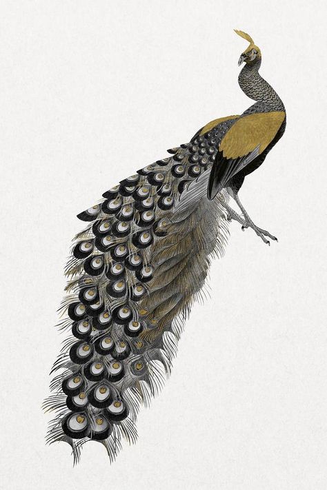 Gold peacock, vintage bird illustration | premium image by rawpixel.com / ton Vintage Peacock Illustration, Peacock Illustration, Peacock Drawing, Vintage Bird Illustration, Gold Peacock, Cubist Art, Peacock Pattern, Awesome Designs, Vintage Bird