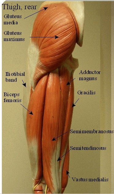 Muscle Anatomy, Thigh Muscles, Arm Muscles, Leg Muscles, Anatomy And Physiology, Pelvic Floor, Anatomy Art, Health Education, Muscles