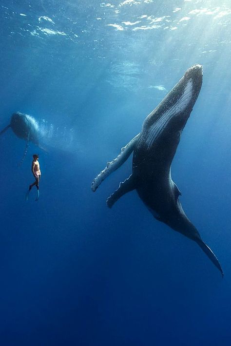 Sea Mammal, Animal Action, Save The Whales, Water Animals, Underwater Photos, Deep Blue Sea, Foto Art, Marine Biology, Blue Whale