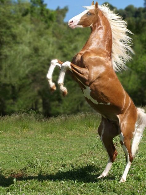 Beautiful rearing paint horse Horse Rearing, Horse For Sale, Regnul Animal, Palomino Horse, Pinto Horse, American Saddlebred, Horse Dressage, Most Beautiful Horses, Majestic Horse