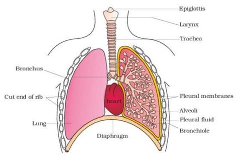 Thoracic Cavity, Human Respiratory System, Thoracic Vertebrae, Nursing School Essential, College Nursing, Veterinary Science, Nasal Passages, Animal Groups, Nursing Notes