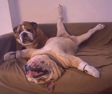 English Bulldog Funny, Cute Bulldog Puppies, Bulldog Pics, Bulldog Francese, Bulldog Funny, Cute Bulldogs, English Bulldog Puppies, Bulldog Lover, Silly Animals