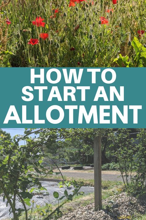 Easy Allotment Ideas, Simple Homesteading Ideas, Uk Allotment Ideas, Allotment Beginner Uk, Allotment Layout Ideas, Garden Allotment Ideas, Allotment Design Layout, Allotments Ideas, Allotment Ideas Budget