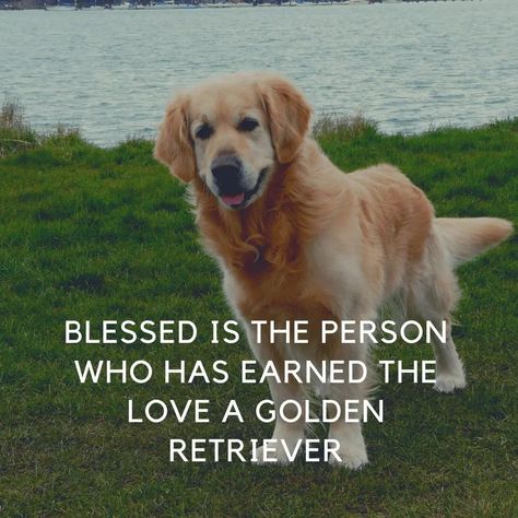 Golden Retrievers are not only will make you laugh with a funny joke, it turns out they could be wise and could give you some advice Golden Retriever Quotes Funny, Golden Retriever Quotes, Golden Retriever Funny, Dog Quotes Love, Unknown Facts, Be Wise, 10 Funniest, Best Dog Breeds, Golden Retrievers