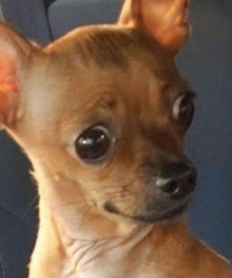 Happy Chihuahua, Weird Looking Animals, Silly Animal Pictures, Funny Dog Faces, Goofy Dog, Funny Animal Photos, Funny Dog Memes, Crazy Funny Pictures, Silly Dogs