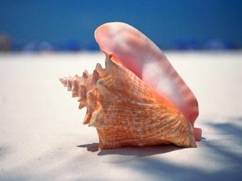 Inspiring Ocean and Beach Quotes - Beliefnet.com. Quote jar at sign in table? Shell Table Decorations, Exuma Island, Quote Jar, Shell Table, Beach Wedding Centerpieces, Bahamas Island, Face Book, Beach Quotes, Beautiful Sea