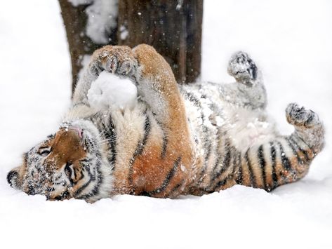 Tigers In Snow, Tiger Snow, Horses Funny, Snow Tiger, Funny Horse Pictures, Tiger Pictures, Funny Horses, All Animals, Cute Tigers