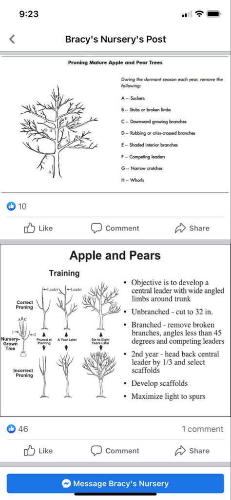 How To Prune Pear Trees, Growing An Apple Orchard, Pruning Pear Trees, Apple Tree Orchard, How To Start An Apple Orchard, Pruning Apple Trees Branches, Pear Tree Landscaping, Pear Tree Guild, Multi Fruit Tree