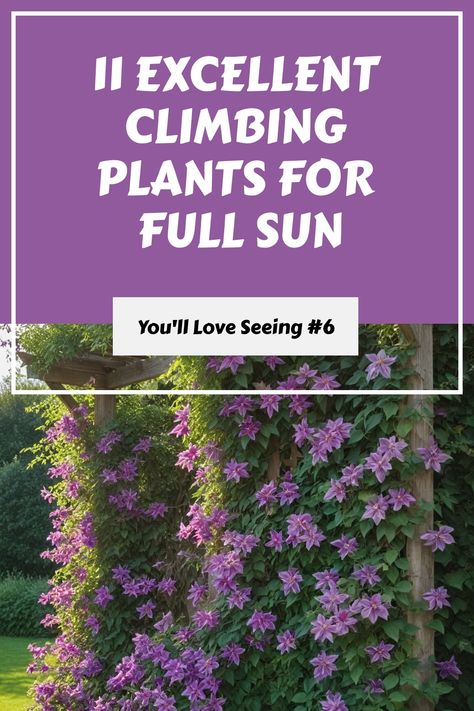 Discover the best climbing plants for full sun to enhance your garden! These easy-to-grow climbing plants are perfect for trellises and walls. Create a beautiful vertical garden with these full sun perennial vines that will bloom vibrantly all season long. Check out this collection of the best climbing flowering vines that thrive in sunny conditions. Transform your outdoor space with these stunning flowering vines that will add color and charm to your landscape. Plants For Full Sun, Climbing Flowering Vines, Best Climbing Plants, Climbing Flowers, Full Sun Perennials, Full Sun Plants, Trumpet Vine, Sun Perennials, Garden Arches