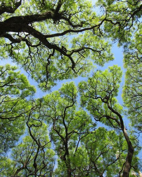 Notice those distinctive patterns in the tree canopy? This phenomenon is known as "Crown Shyness." 🌳

In certain tree species, the canopy naturally forms channels of space, ensuring that branches remain separate and distinct gaps form.

Scientists have discussed this occurrence since the 1920s, and it remains not fully understood.


#YourPlanetEarth #NatureLover Copse Of Trees, Tree Canopy Illustration, Canopy Of Trees, Umbrella Pine Tree, Crown Shyness, Texas Trees, Tree Species, Senior Project, Tree Canopy