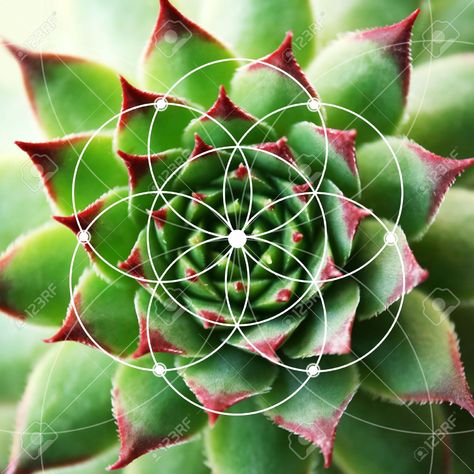 Illustration Of Spiral Arrangement In Nature. Fibonacci Pattern ... Nature Fibonacci, Fibonacci In Nature, Fibonacci Pattern, Fibonacci Sequence In Nature, Fibonacci Spiral Art, Fibonacci Art, Maths In Nature, Fractals In Nature, Spirals In Nature