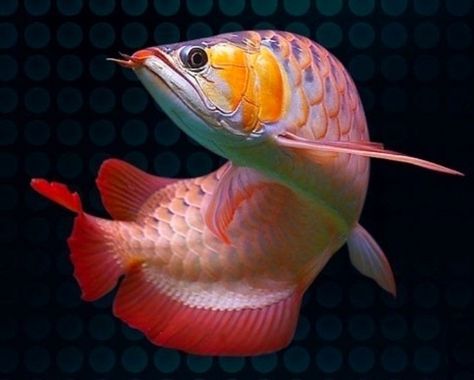 Arowana Fish, Ikan Air Tawar, Betta Fish Types, Dragon Fish, Freshwater Aquarium Fish, Cool Fish, Beautiful Sea Creatures, Fish Wallpaper, Dragon 2