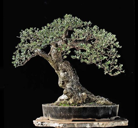 Olive Bonsai, Olive Tree Bonsai, Arbequina Olive Tree, Page Photo, Wild Olive, Bonsai Styles, Japanese Bonsai, Olea Europaea, Green Ocean