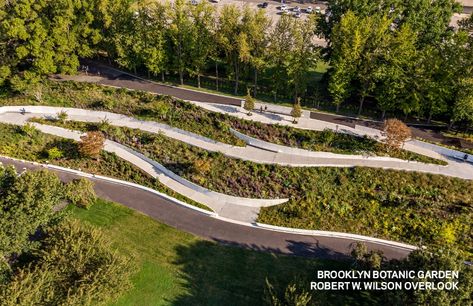 Weiss/Manfredi Architecture/Landscape/Urbanism - Robert W. Wilson Overlook, a wandering path through flowering Crape myrtle trees Architecture Jobs, Brooklyn Botanic Garden, Myrtle Tree, Crape Myrtle, Landscape And Urbanism, Botanic Garden, Ornamental Grasses, Park City, Architecture Drawing