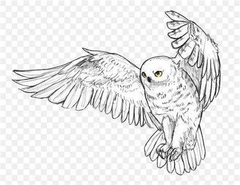 Pics Photos - Barn Owl Sketches Pencil Drawings Wildlife Snowy Owl Tattoo, Bird Line Drawing, Owl Outline, Owl Sketch, Fly Drawing, Owl Drawing, Owl Wings, Owl Clip Art, Owl Tattoo Design