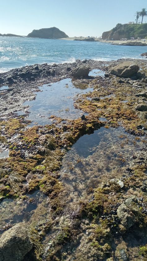 Tide pools Port Damali, Tide Pool, Kelp Forest, Celtic Culture, Half Moon Bay, Sea Witch, Tide Pools, Rock Pools, Treasure Island