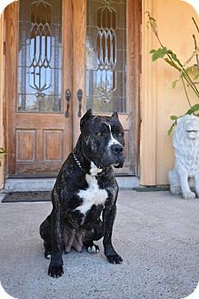 Pitbull Mixed With Cane Corso, Black Cane Corso, Cane Corso Dog, Corso Dog, Pit Bull Terrier Mix, Bull Terrier Mix, American Pit Bull Terrier, American Pit, Pitbull Mix