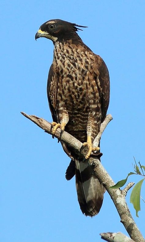 Crested Honey Buzzard (Pernis ptilorhynchus torquatus) race breeds in Thailand and Myanmar, tweedale morph that is trying to mimic the Blyth’s Hawk Eagle.Photo: Seng Alvin at Pasir Ris Park Honey Buzzard, Eagle Photo, Hawk Eagle, Raptors Bird, Buzzard, Wild Creatures, Bird Perch, Big Bird, Birds Of Prey